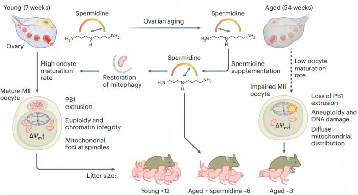 Scientists map the metabolic group of old animal ovaries, providing clues for so